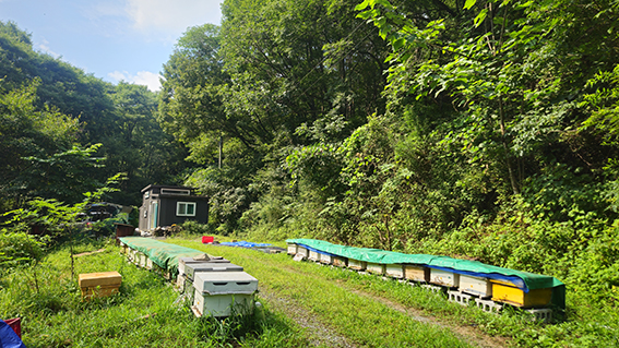 An apiary surrounded by mountains in Goesan, Chungbuk, with rows of hives